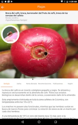 CenicaféManejo Agronómico y Fitosanitario android App screenshot 4